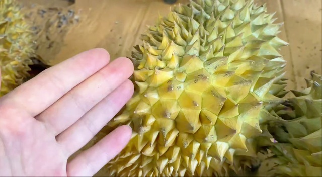 榴莲变质是什么味道，榴莲变质了什么样（教你4个小技巧，保证不踩雷）