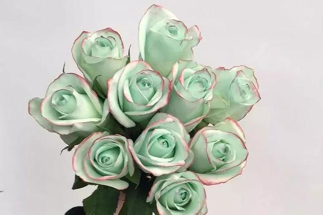 各种玫瑰花的含义，各色的玫瑰花有什么含意（一篇文章认全花店必备80种玫瑰花）