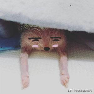 养宠物小刺猬要注意以下几点！，宠物刺猬寿命（只因为它们睡觉的样子太萌了）