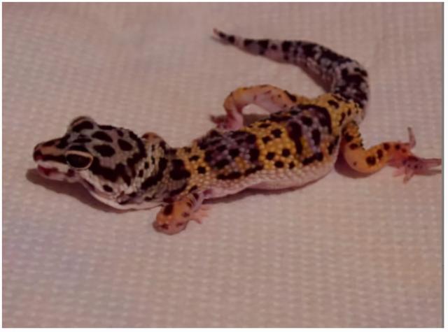 守宫吃什么，守宫能吃蔬菜和水果吗（守宫为什么要吃钙粉）