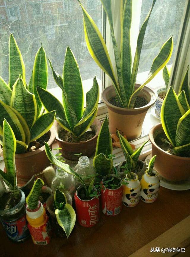 虎皮兰适合放在家里什么位置，虎皮兰摆放的最佳位置（虎皮兰吸收甲醛作用不大）