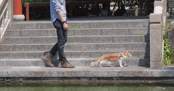 千万别和养猫的男生谈恋爱