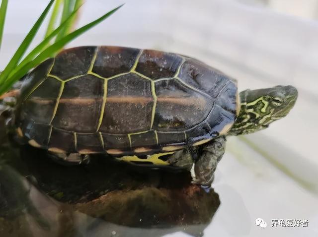 乌龟能养出感情吗，乌龟养久了会有感情吗（你的龟也可以像人类一样有感情）