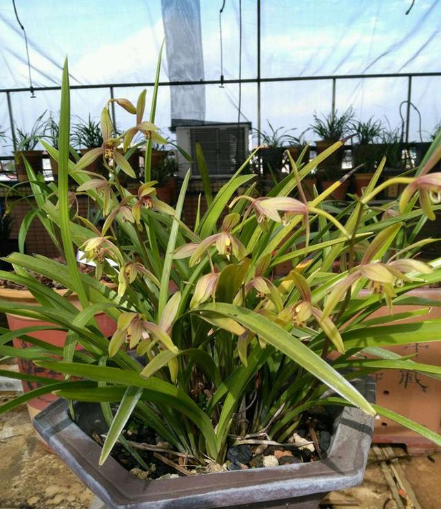 怎样养兰花 兰花的养殖方法，怎样养兰花（4个“基本”不能少）