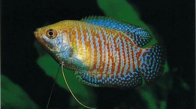 彩裙鱼能和什么鱼混养，十大养不死的热带鱼（<珍珠马甲鱼\u0026蓝曼龙\u0026五彩丽丽>）