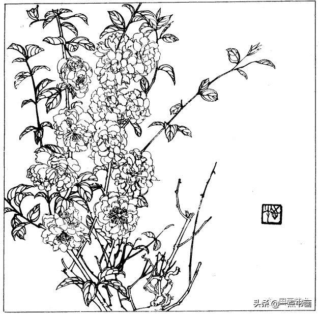 简笔画报花名：手绘铅笔画“白杜鹃花”画法，简笔画报花名（百花苑——白描百花分享<一>）