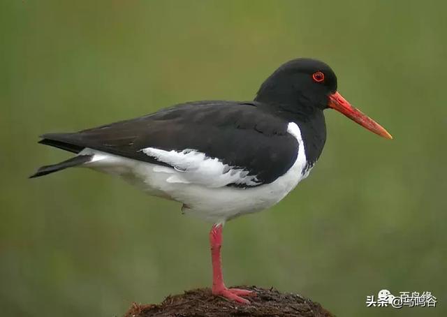 德國的國鳥是,德國的國鳥是什麼鳥圖片(世界各國國鳥圖片)