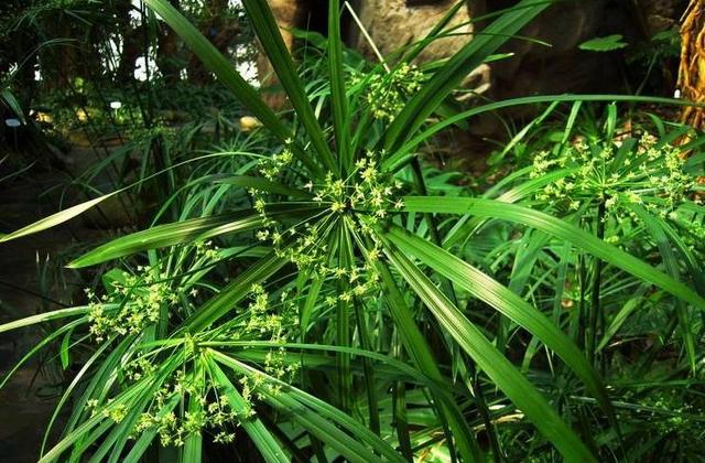 风车草的用途，风车草的用途与功效（这野草外形似风车）