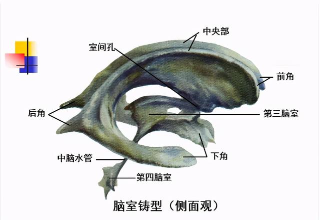 大脑杏仁体解剖图，高清大脑解剖图谱