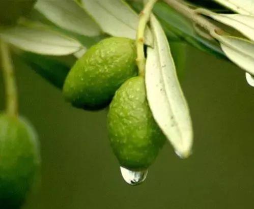 区别植物油和矿物油，植物油和矿物油的区别（有机硅、植物油、矿物油）