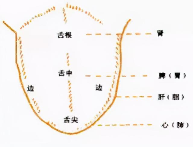 人脸部位置名称详细图，脸颊具体位置图片（老中医面诊：从脸部五官看疾病）