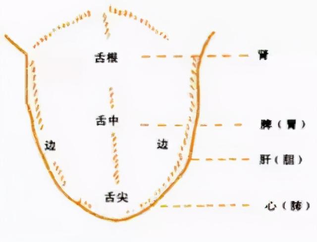 脸部各个部位名称叫什么，脸部位置名称图解（老中医面诊：从脸部五官看疾病）