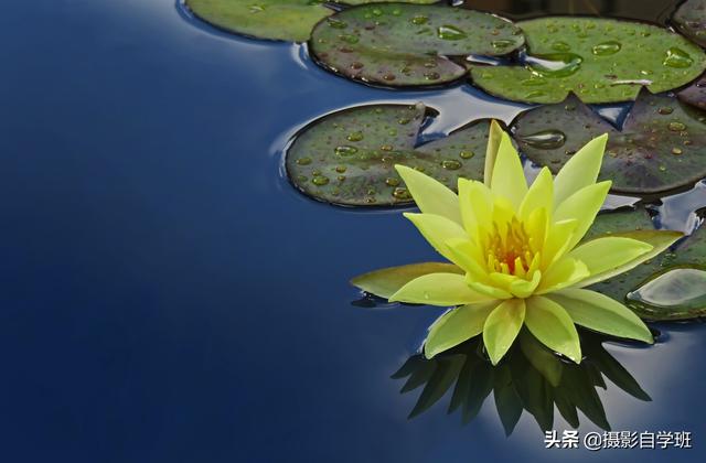 荷花有什么特点，荷花的特点和特性（帮你拍摄荷花不再千篇一律）