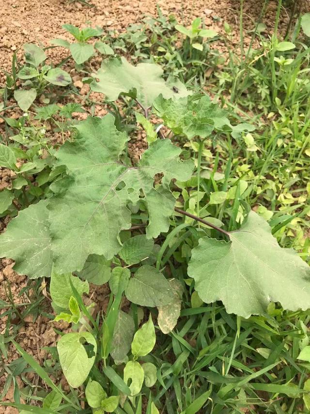 苍耳子的功效有哪些,苍耳子有什么作用和功效(这种我们小时候用来粘