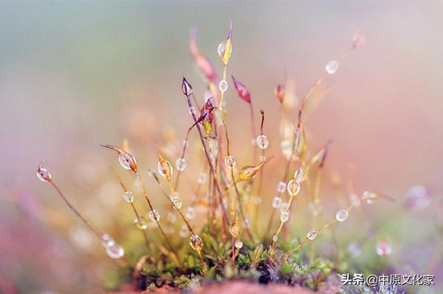 寒露是什么意思，带你了解寒露的由来（寒露时节的气候变化有何特征）