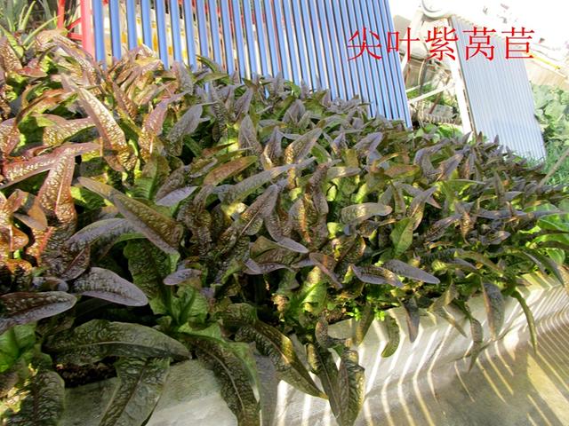 莴苣和莴笋的区别，油麦菜与莴笋的区别（蔬菜档案叶菜类<8>莴苣）