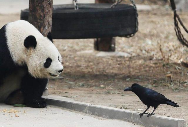 扶老携幼的动物，扶老携幼打一动物（乌鸦干过的事可不止薅毛）