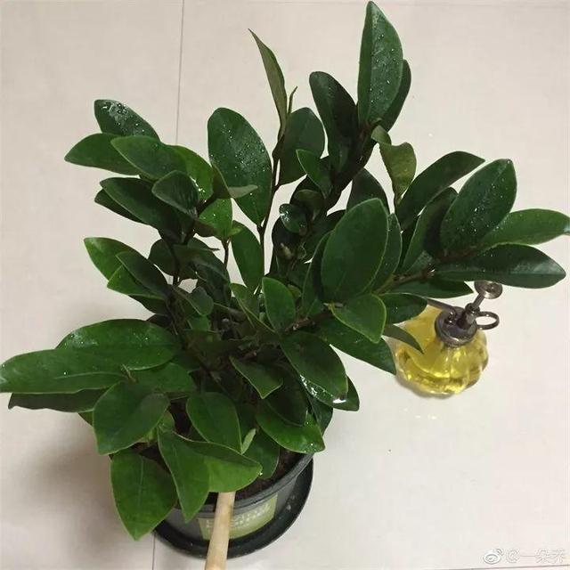 住宅大门朝东，住宅大门朝东风水布局（家里的大门朝哪）