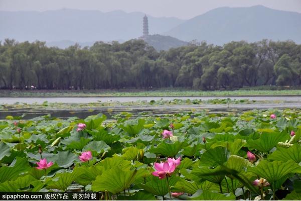 颐和园必看十大景点，颐和园有哪些景点值得去玩（这10个最美赏荷地等你来）