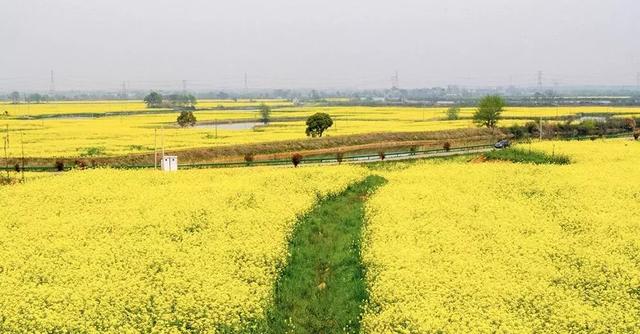 油菜花开的季节，适合家庭室内养的花与绿植（2019年全国油菜花开放时间表）