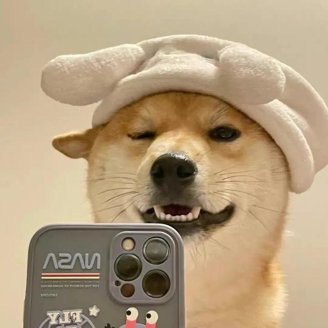 “萌宠/动物/猫咪/狗子/搞怪头像”微信，软锦：“萌宠/动物/猫咪/狗子/搞怪头像”（可爱搞怪萌宠小狗头像）