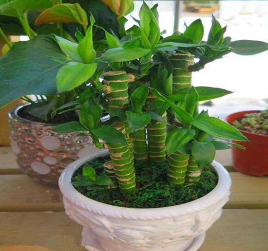 富贵竹的寓意是什么，5根富贵竹的寓意是什么（富贵竹寓意好代表福运、财富）