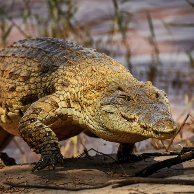 关于鳄鱼的资料，鳄鱼速度18km/h