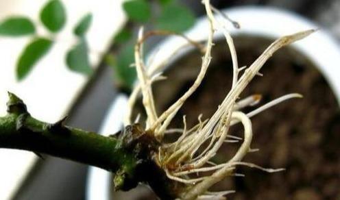 月季扦插多久生根，扦插月季多久生根（扦插月季别“手贱”）