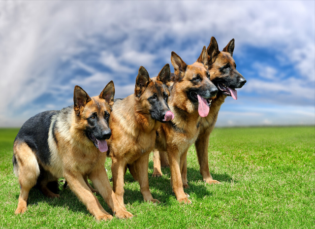 为什么德牧不能打，德牧犬训练方法与技巧（细数德牧被禁的四大原因）