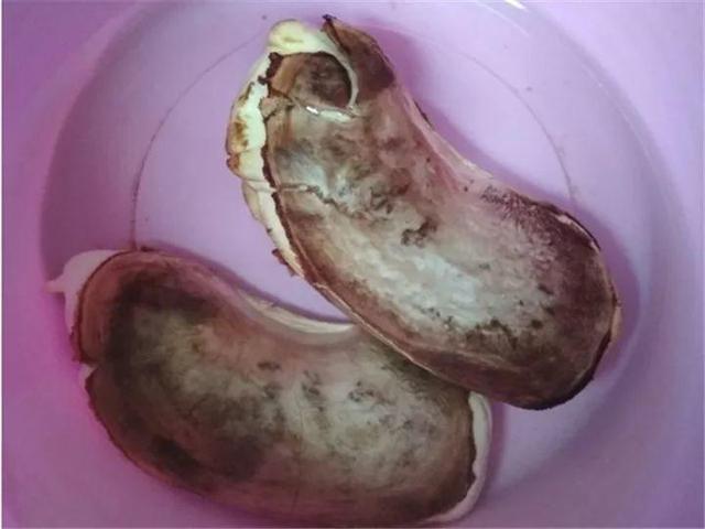 芒果种子怎么种，一个夏天就能长成小树苗