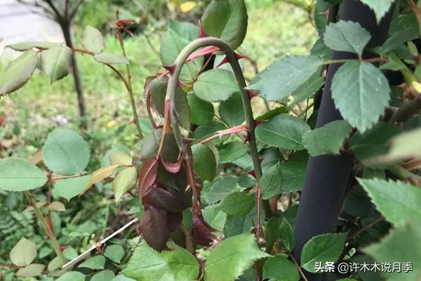 月季常见病虫害及防治方法，月季的病虫害防治（十二种月季常见病害防治教程）