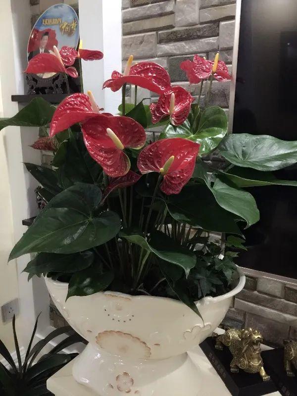 鸟尾花的繁育管理，鸟尾花 花期（30种耐阴花）