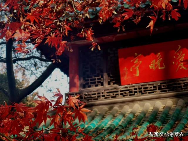 梦见红树叶好不好，今见枫叶红  梦见美人归