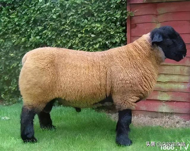 大同特产，世界上最好的羊，看看都在哪（大同特产有什么可以送礼的）