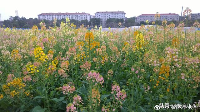 江西农业大学宿舍条件怎么样，江西农业大学宿舍几人间（这所大学占地面积全国第二）