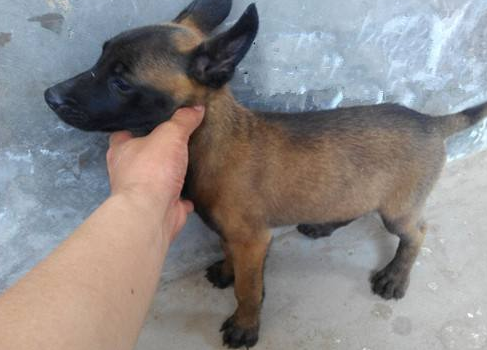 昆马犬和比利时马犬那不同，马犬和比利时犬一样吗（这就是马犬，一只优秀的犬种）