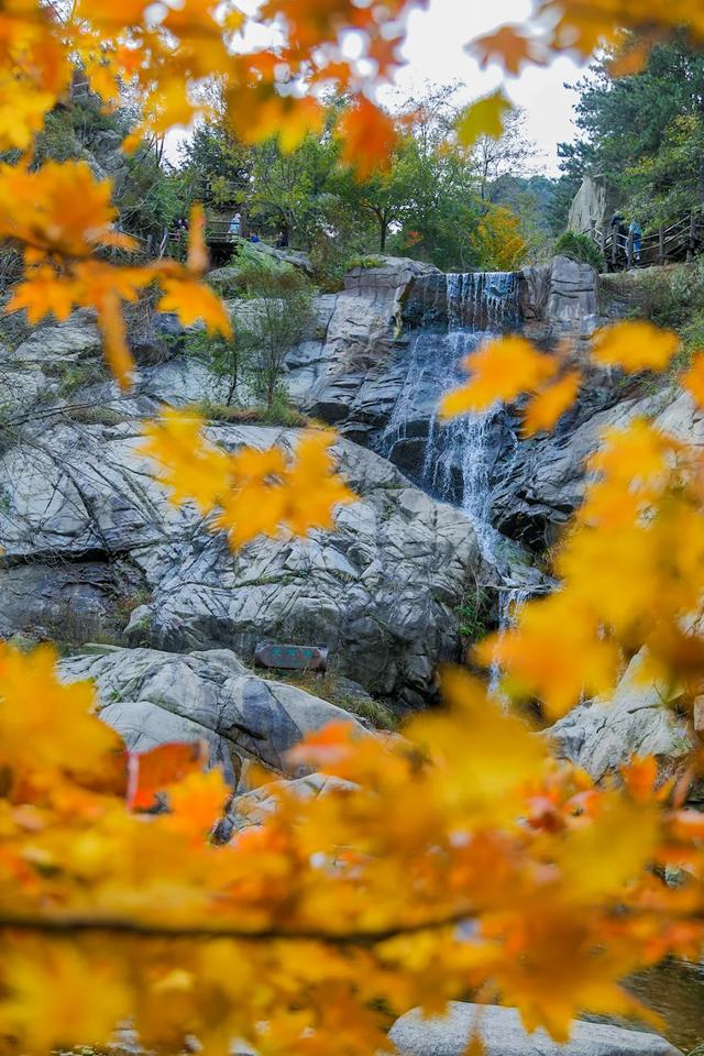 满山红叶似彩霞，阿宝歌曲大全（山东最全赏红叶地图来了）