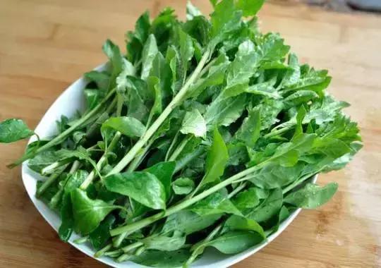 南京春季的野菜有哪些，南京野菜图片大全（春天南京人超爱吃的野菜当属“七头八脑”）