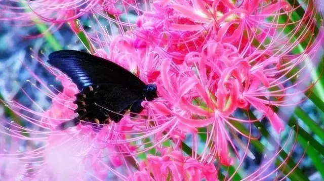 彼岸花，微信头像，彼岸花（48张彼岸花图，真是美极了）