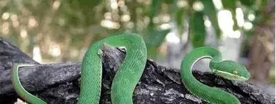 中国十大致命毒蛇，饭铲头粤语什么意思（存在于我国境内十大毒蛇排行）