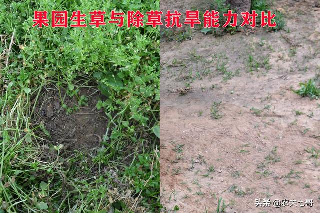 繁缕（繁缕草图片），鹅肠草保水保肥改良土壤（野草繁缕的图片）