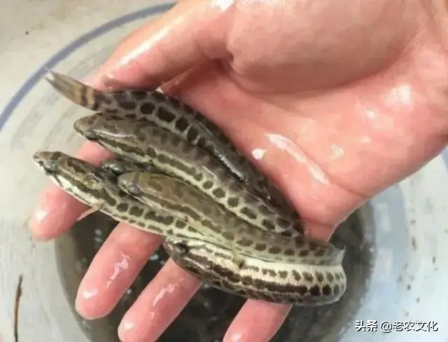 黑鱼养殖成本和利润，黑鱼养殖成本和利润 失败案例（辞职回家承包一亩池塘养殖黑鱼）