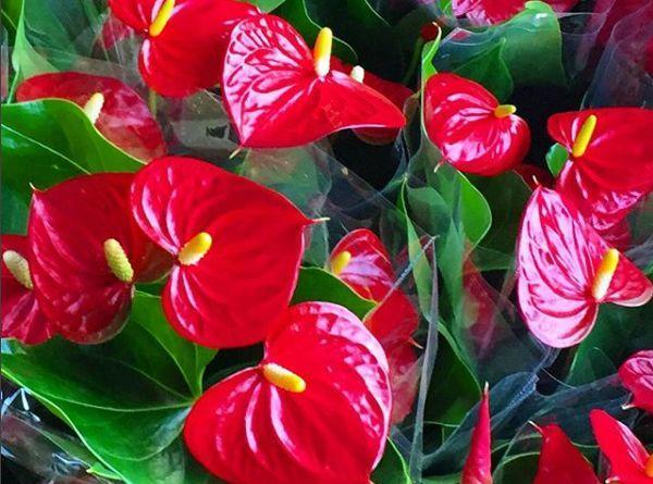 观音莲的花语，观音菩萨与莲花的寓意（守护你的小幸福）