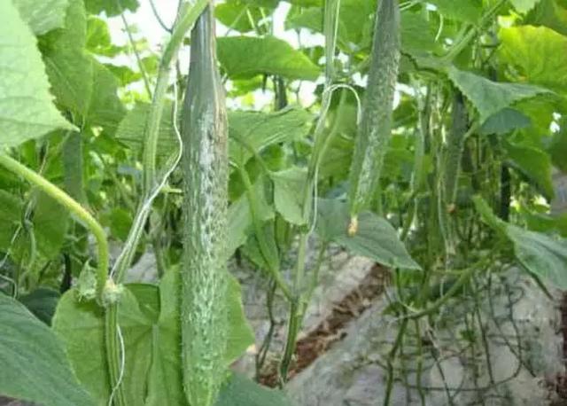 靖江论坛看靖江，微靖江：靖江到底算几线城市