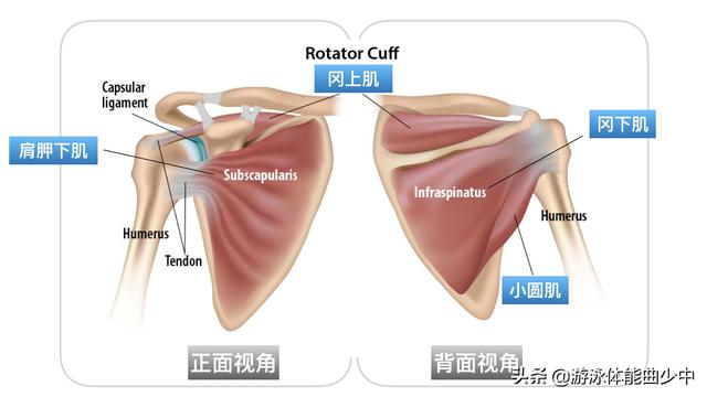 肩袖肌群由哪些肌肉组成及功能，等于你忽视了抓水、忽视了抱水、忽视了游泳肩