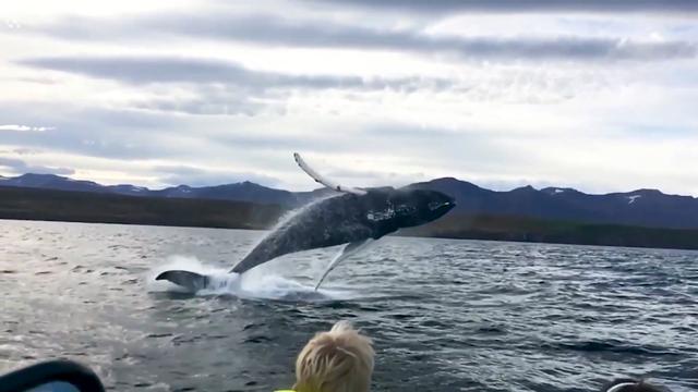 “鲸落是鲸鱼留给大海，最后的温柔。”，鲸落是鲸鱼留给大海最后的温柔下一句（为什么说鲸落是鲸鱼最后的温柔图片）