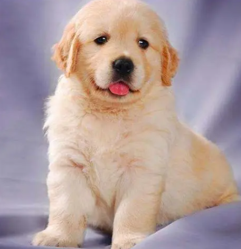 2,金毛犬的价格多少钱一只:金毛小狗多少钱,看清楚千万别买贵了