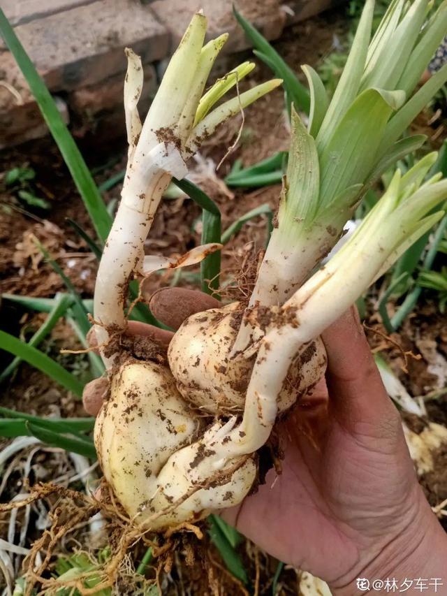 百合花开完花后植株如何处理，盆栽百合开花了怎么处理（百合开完别扔了）