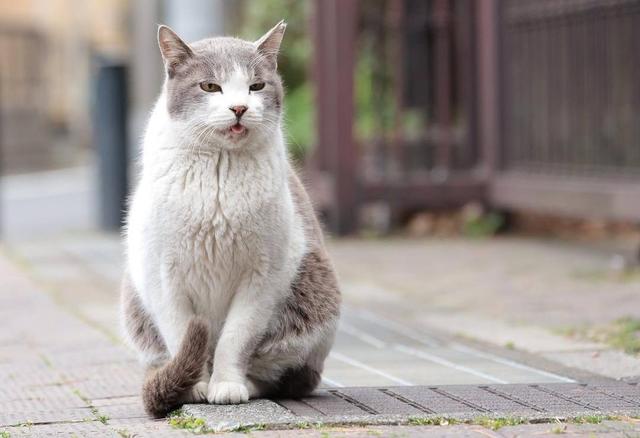 猫鼻支是什么症状，猫鼻支的症状（关于猫咪“猫鼻支”的病因、治疗及应对措施）