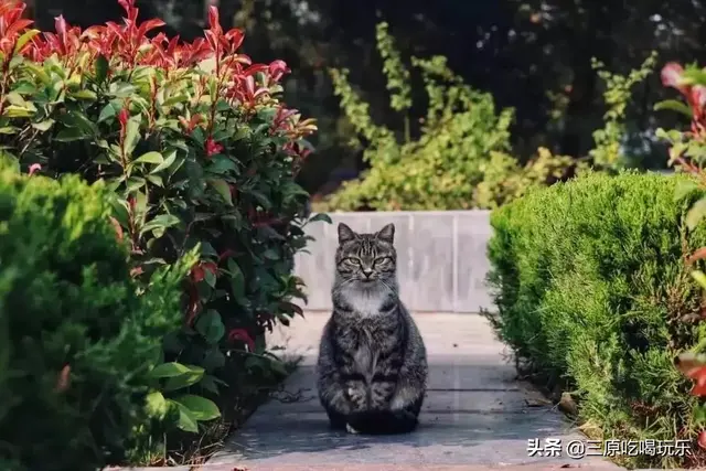 三原县南郊中学，陕西三原县有哪些高中（一半都藏在了南郊中学和北城中学）